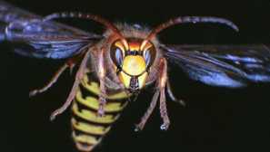 Hornets: kdo so in kaj storiti z njimi